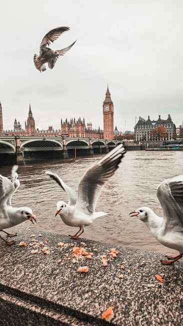The image depicts a group of four seagulls gathered on a concrete riverbank, with three of them standing near scattered pieces of bread, which they appear to be pecking at or waiting to eat. One seagull is captured mid-flight above the others, wings spread wide, as it soars just above the river. In the background, the River Thames flows calmly, with a historic cityscape that includes the prominent clock tower of Big Ben and the Palace of Westminster, along with several arches of Westminster Bridge spanning across the river. The sky is overcast, casting a diffuse, muted light over the scene. The scene reflects a typical urban riverside setting, where bread crumbs are often fed to seagulls by passersby, highlighting the interaction between humans and wildlife. At the same time, the presence of this scene aligns with the context of managing local waste and food leftovers, often addressed by independent rubbish removal services such as Rubbish Clearance Mayfair, to prevent littering and maintain environmental cleanliness in such public spaces.
